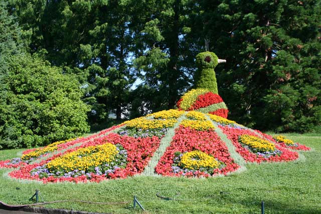 Blumen-Arrangement, das wie ein Pfau aussieht